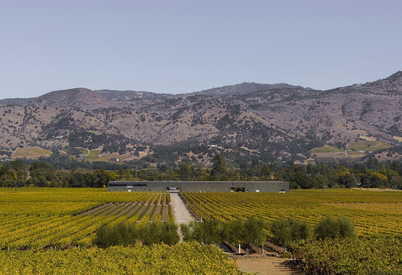 137 Dominus Winery, Калифорния, США, Herzog & de Meuron. Фото: Yueqi Jazzy Li