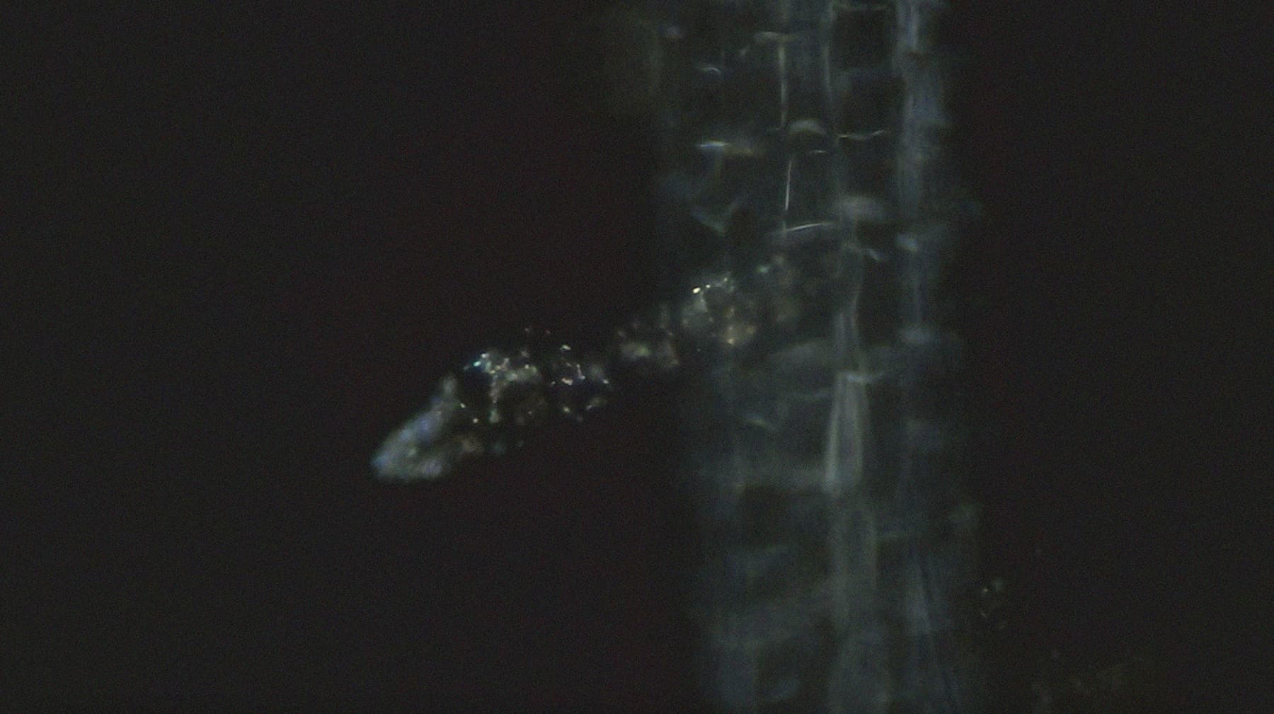 Полина Полнимер