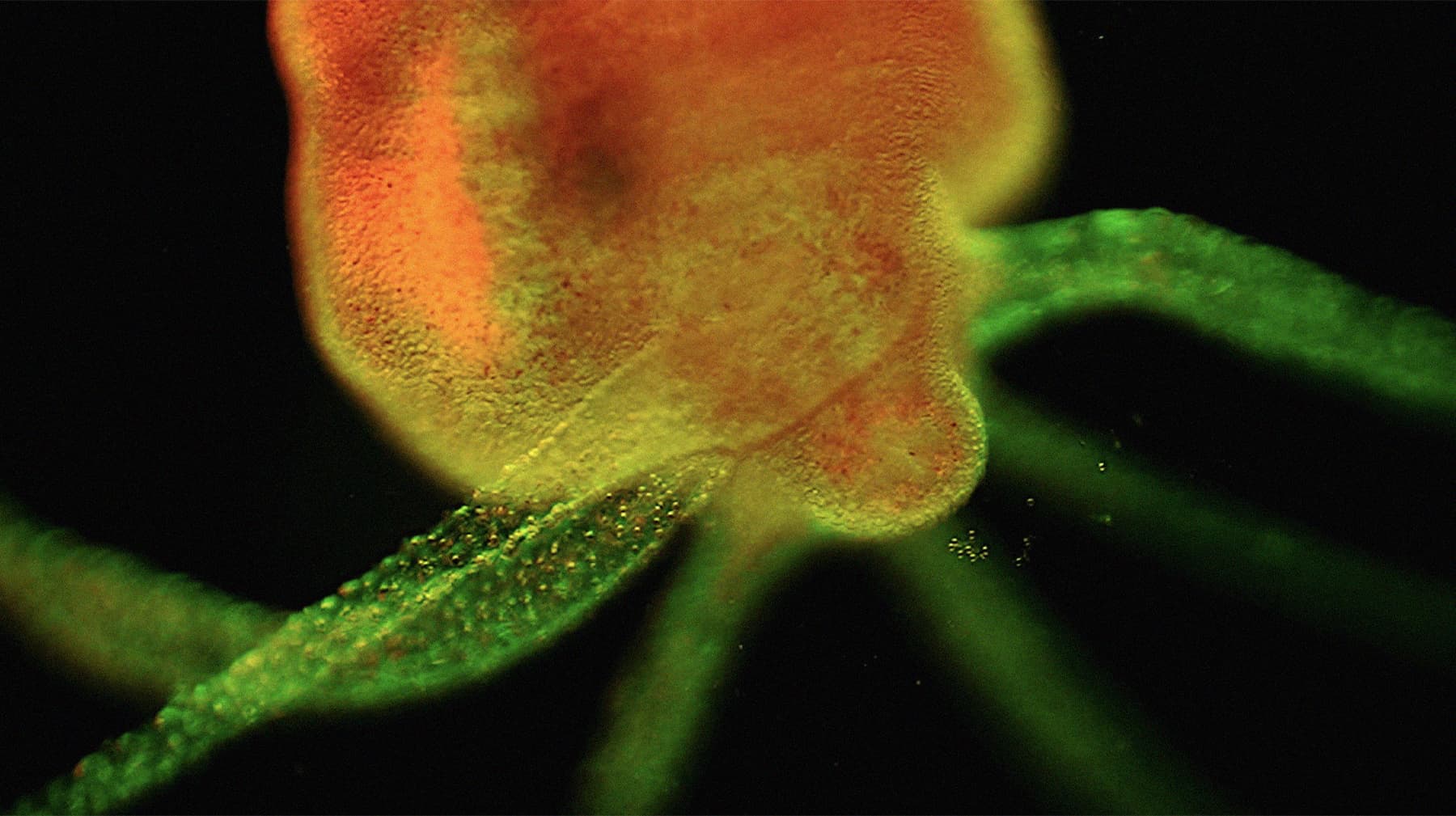 Полина Полнимер