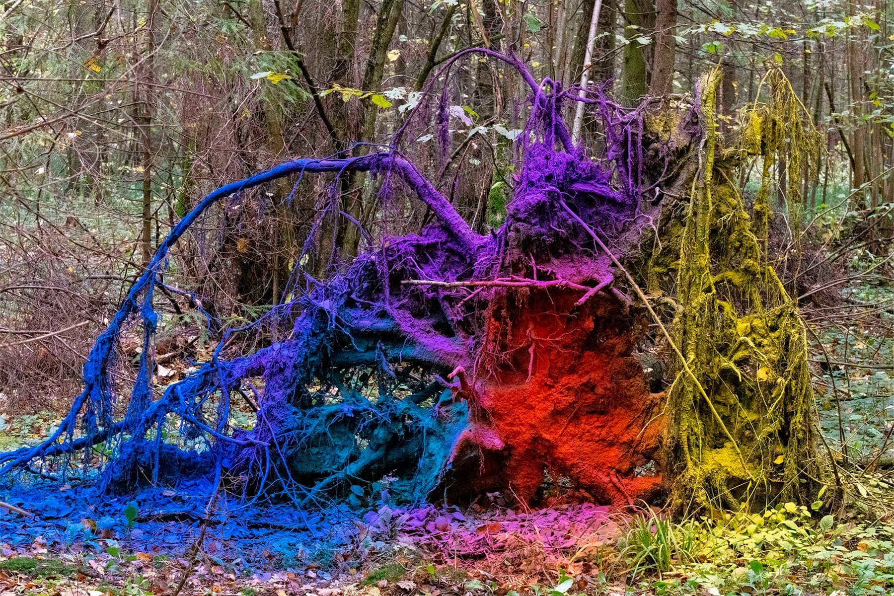 Дарья Панова