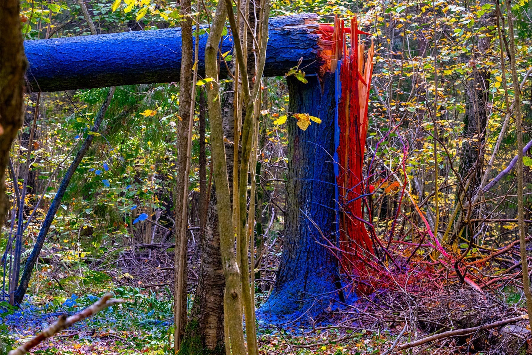 Дарья Панова