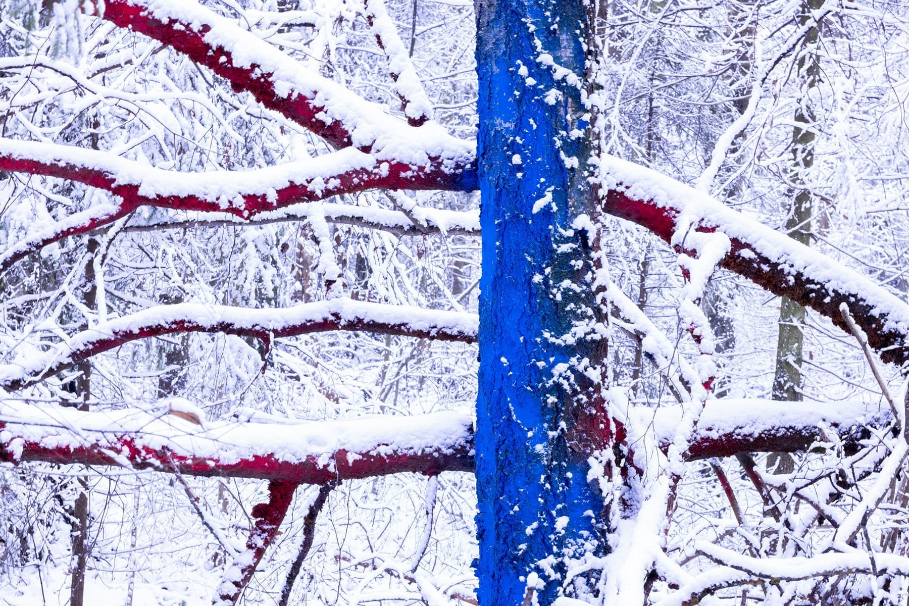 Дарья Панова