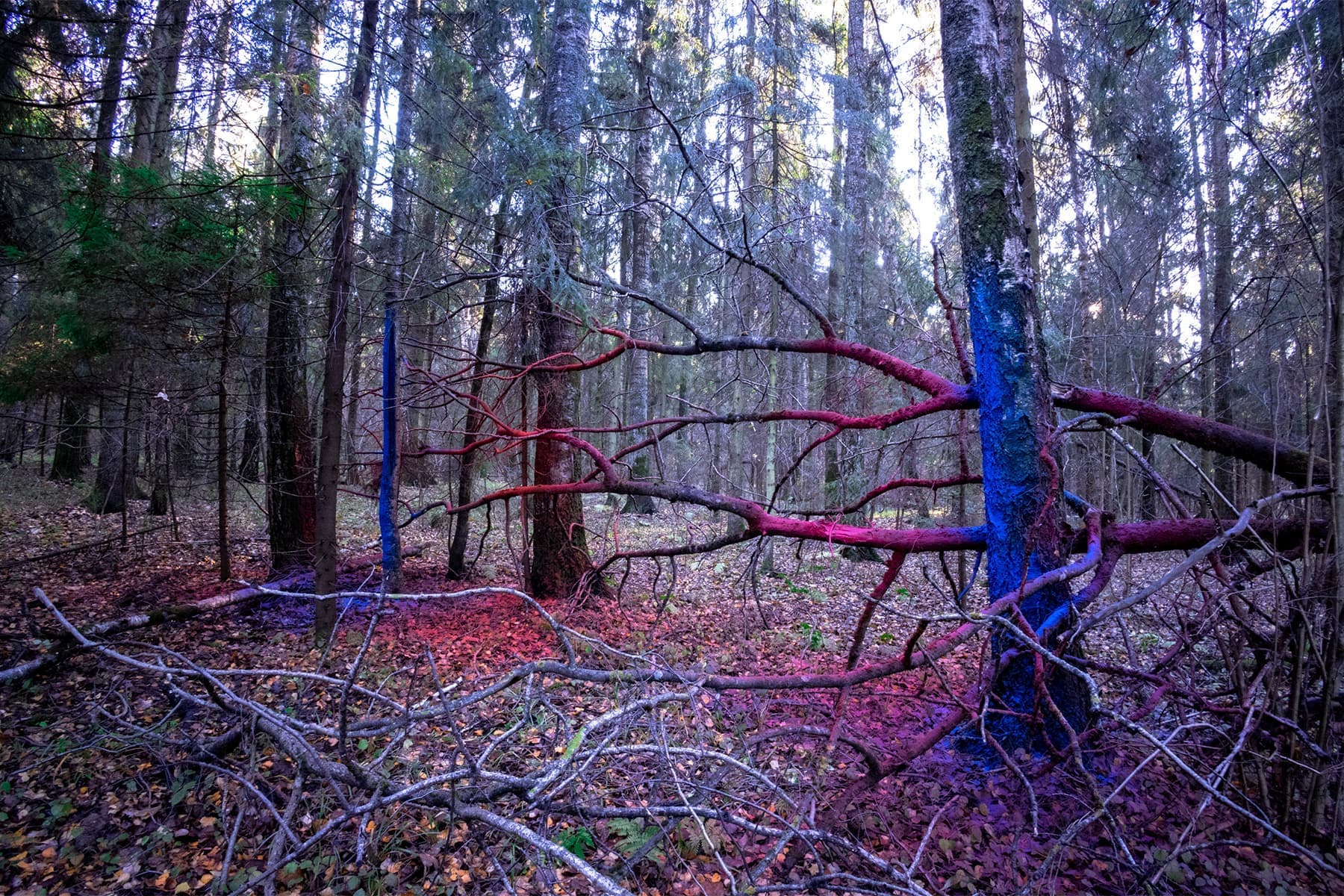 Дарья Панова