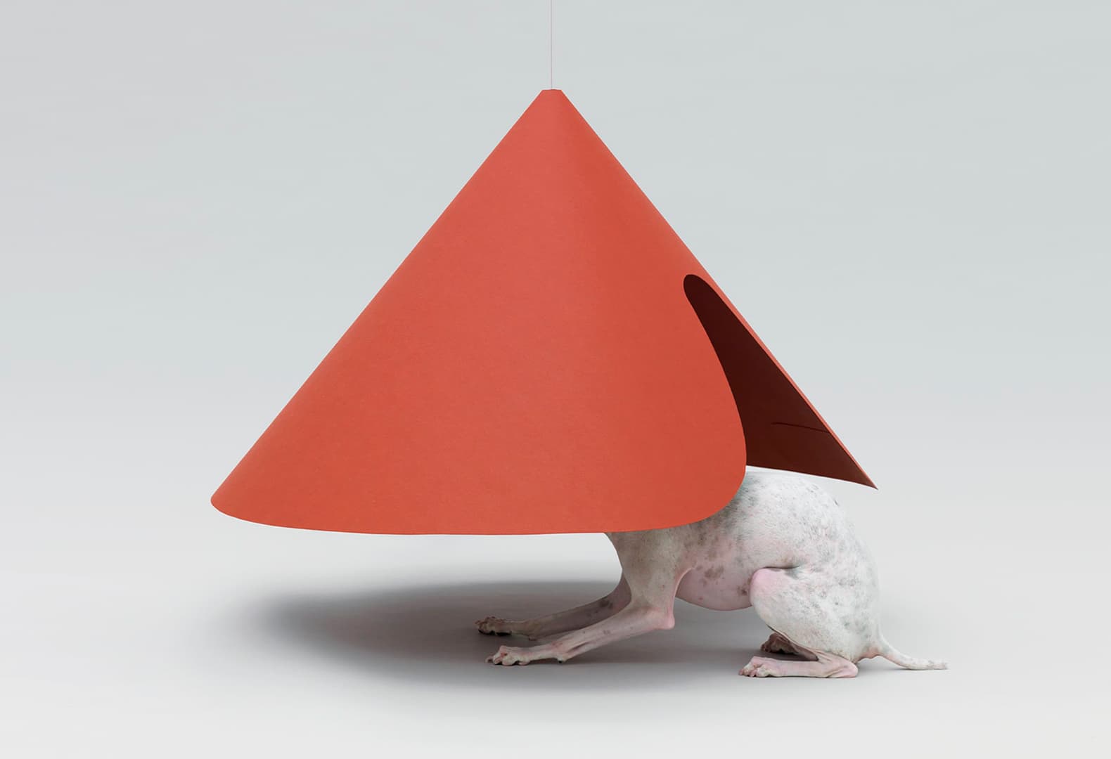 Architecture for Dogs