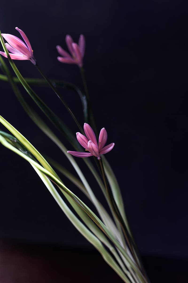 Анастасия Прибельская