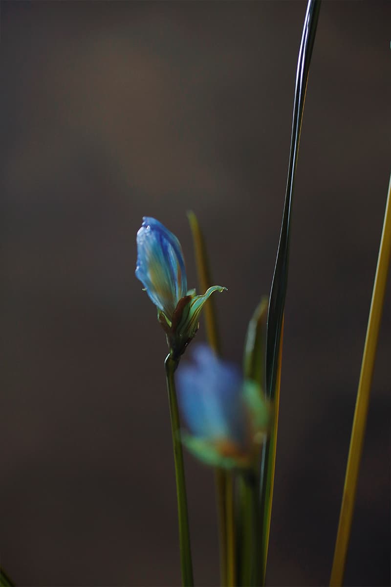 Анастасия Прибельская