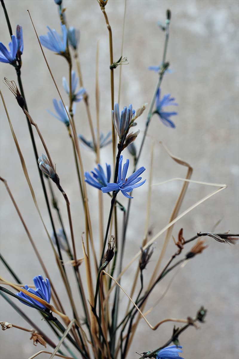 Анастасия Прибельская