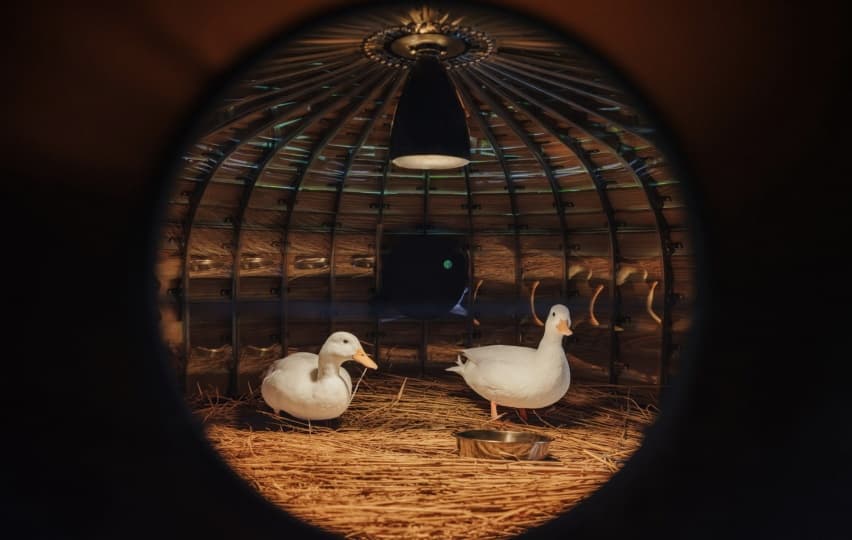 Дизайнер из Тайваня придумал укрытия для уток