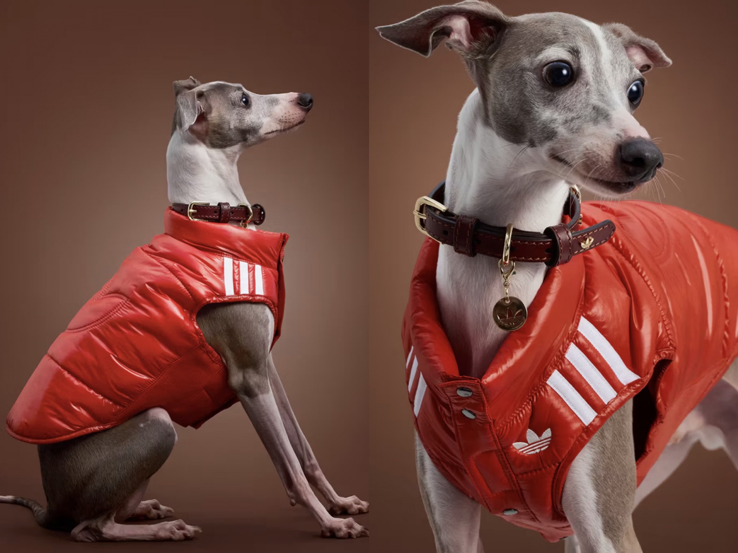 adidas расширил коллекцию одежды и аксессуаров для питомцев adidas расширил коллекцию одежды и аксессуаров для питомцев