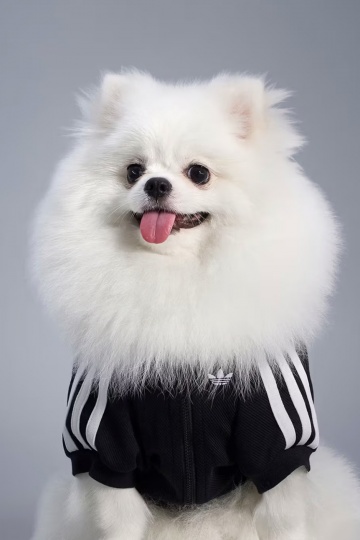 adidas расширил коллекцию одежды и аксессуаров для питомцев