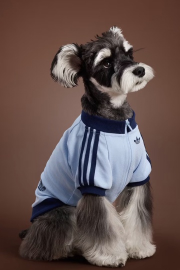 adidas расширил коллекцию одежды и аксессуаров для питомцев