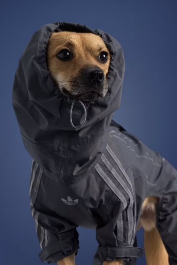 adidas расширил коллекцию одежды и аксессуаров для питомцев