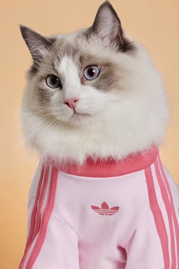 adidas расширил коллекцию одежды и аксессуаров для питомцев