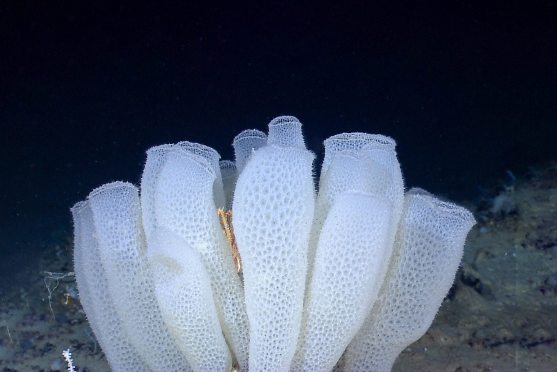 Henriquez Partners Architects построят самый высокий небоскреб в Ванкувере