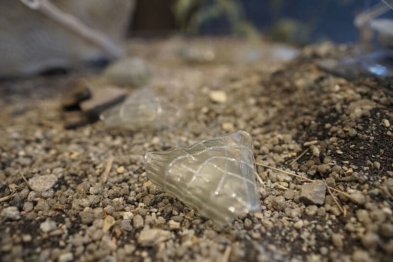 Студентка Central Saint Martins разработала конструкцию для восстановления пустошей