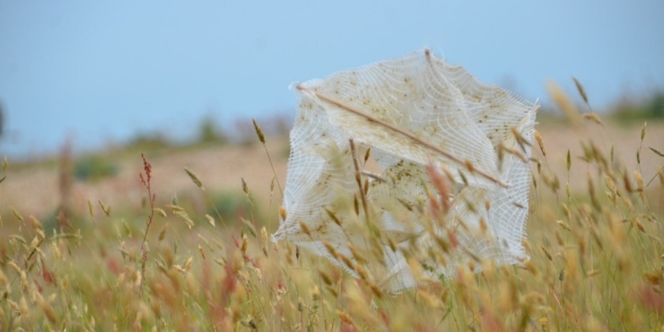 Студентка Central Saint Martins разработала конструкцию для восстановления пустошей