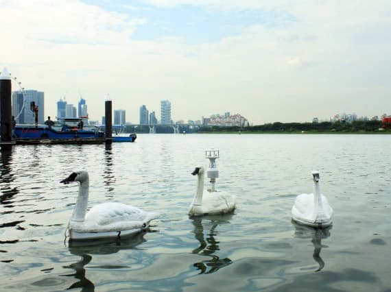 Качество воды в Сингапуре будут контролировать роботизированные лебеди