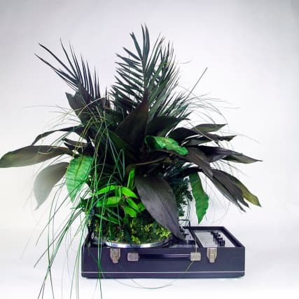 Кристоф Гине заставил растения звучать