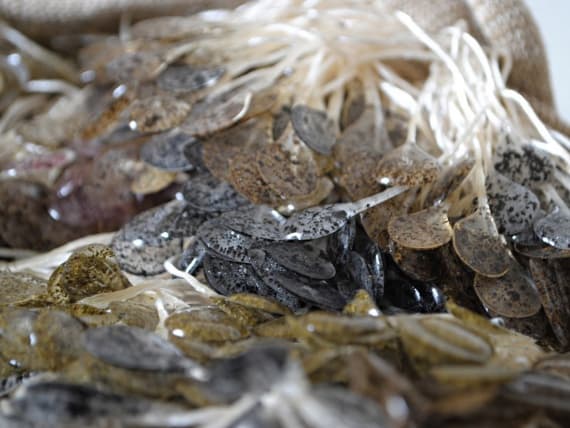 Жасмин Линингтон создает одежду из морских водорослей