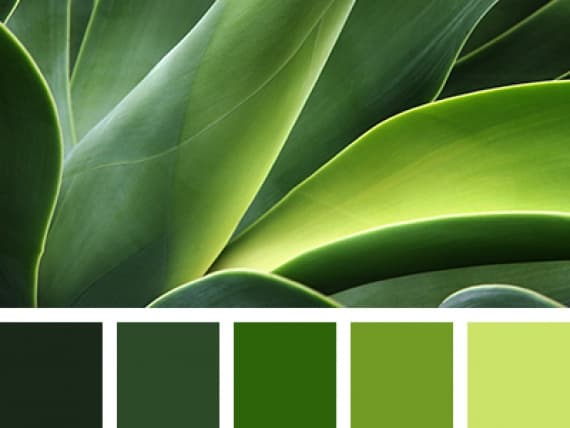 Институт колористики Pantone выбрал цвет 2017 года Институт колористики Pantone выбрал цвет 2017 года