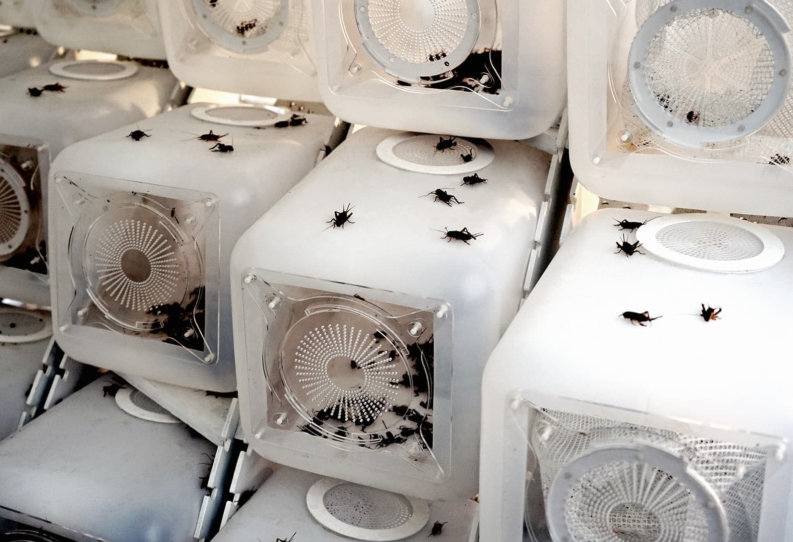 Проект Cricket Shelter