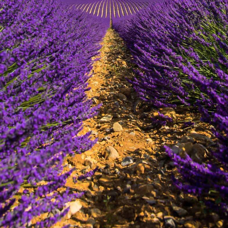 BE WATER. WAW Collection