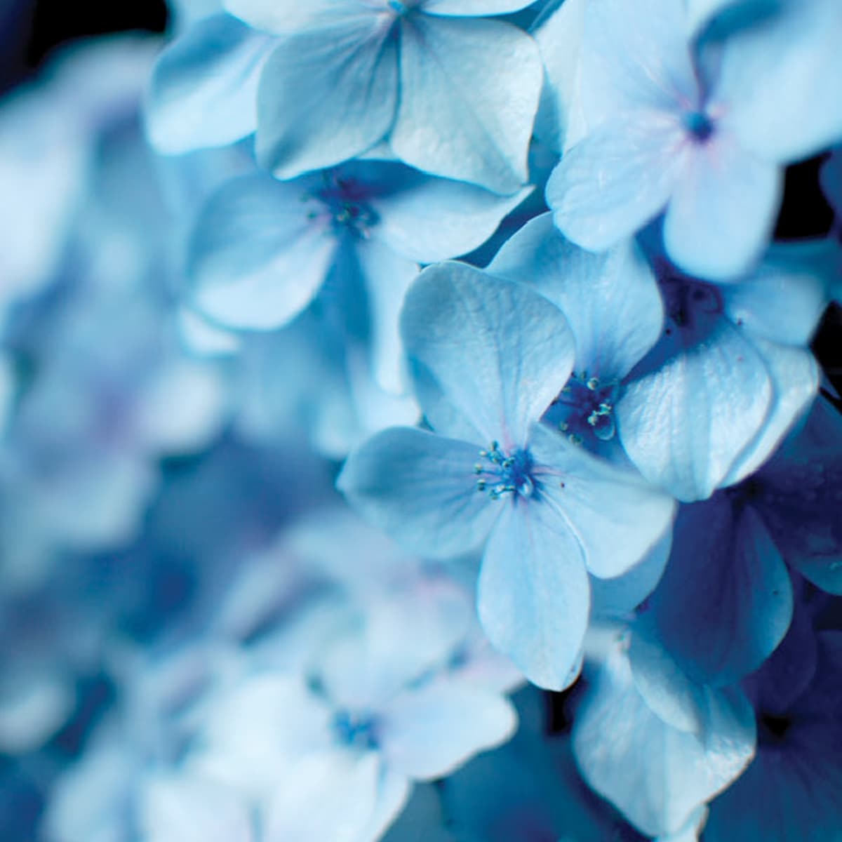 October Mist 1495 Benjamin Moore