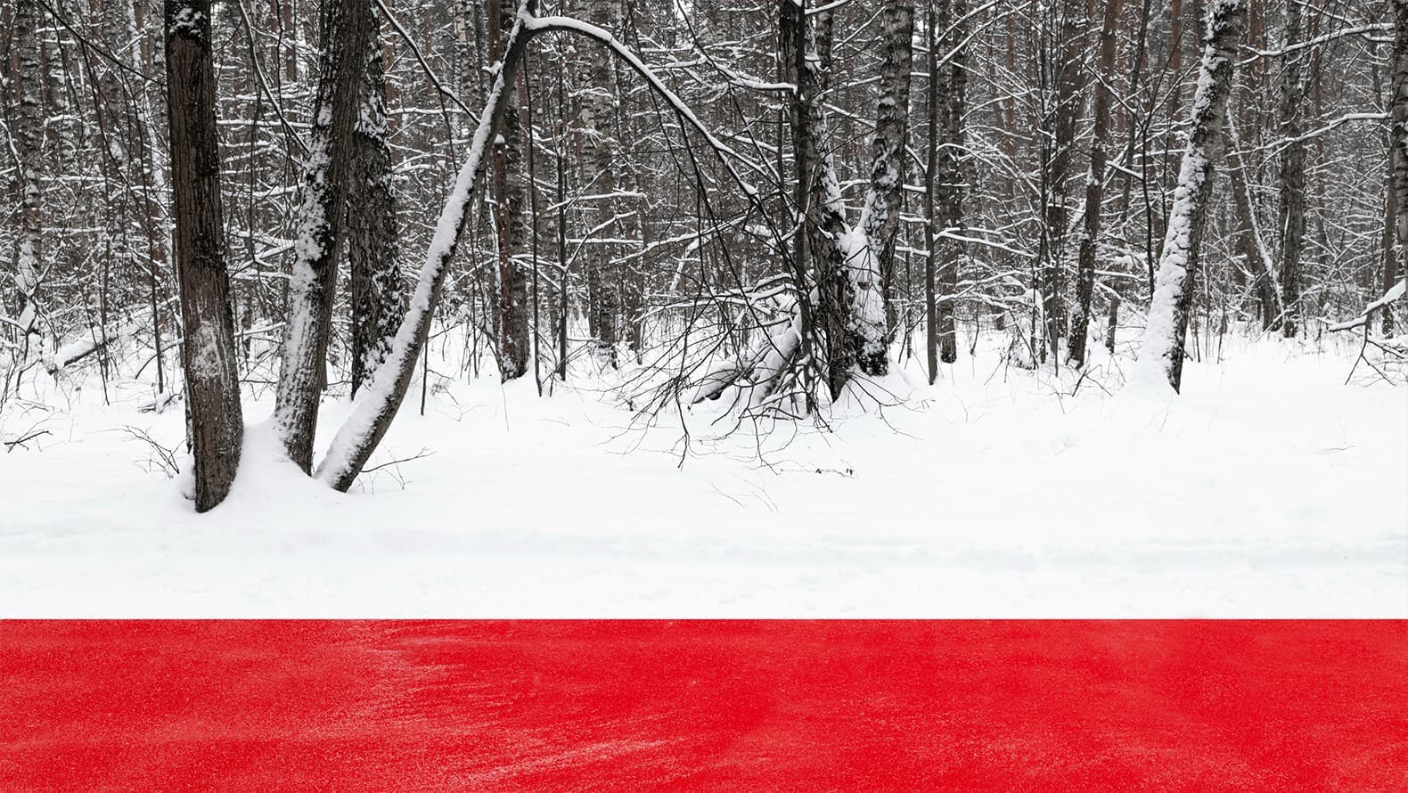 Белый лес: лэнд-арт в Парке Малевича. Никуда / Nowhere. Григорий Орехов. Фото: Никита Субботин