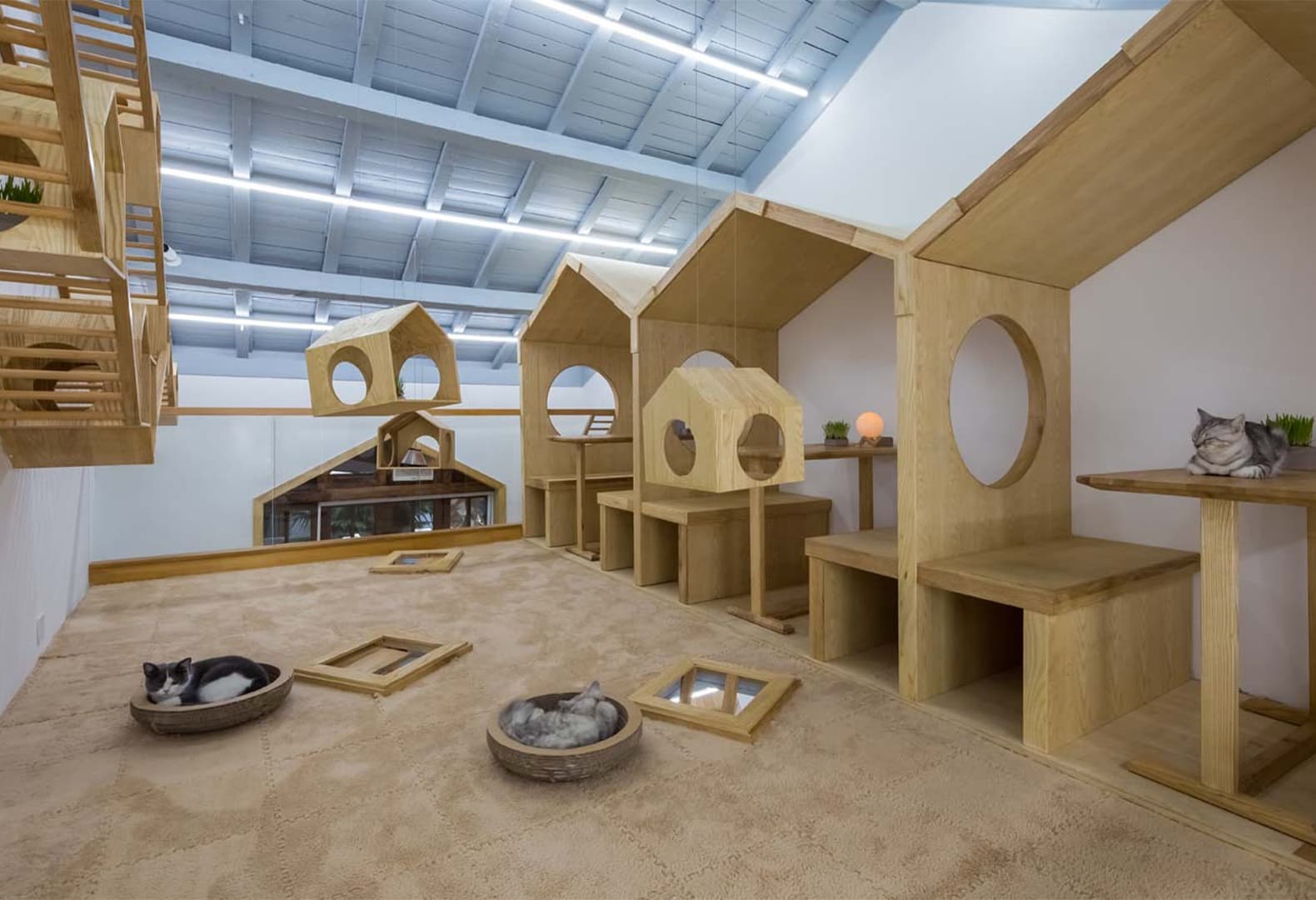 Cat Café TRYST, Шанхай. Parallect Design. Фото: Qingling Zheng, Shijie Zhang