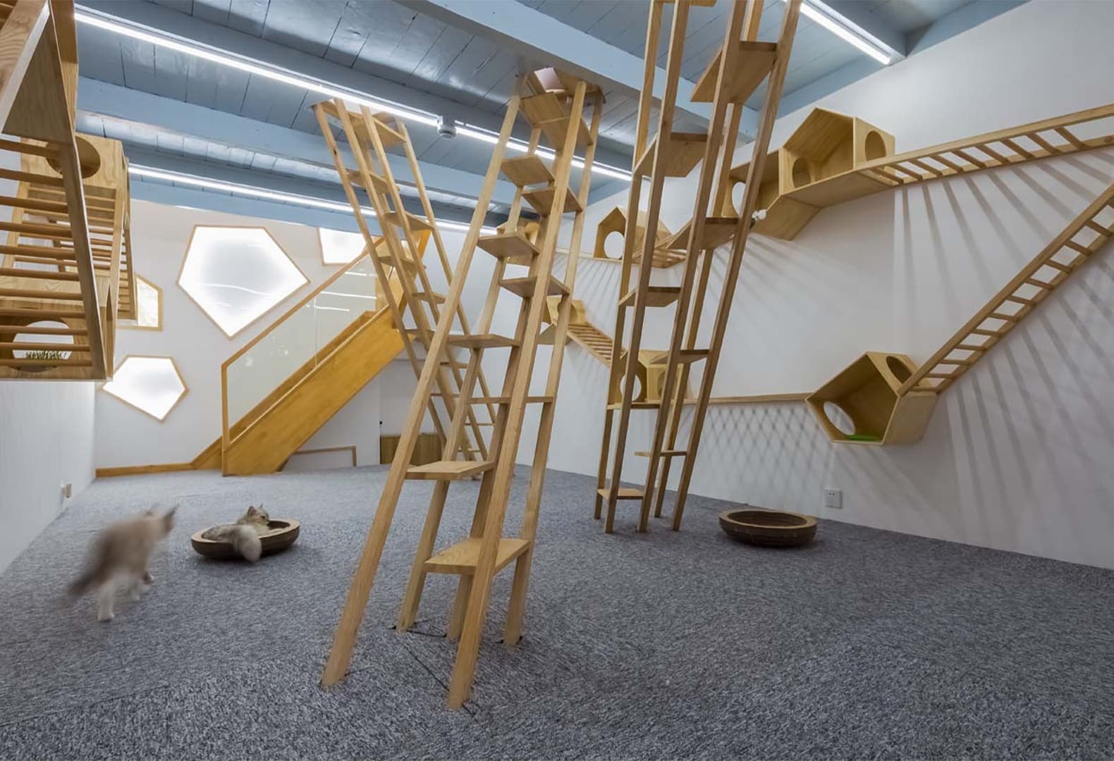 Cat Café TRYST, Шанхай. Parallect Design. Фото: Qingling Zheng, Shijie Zhang